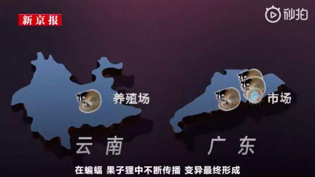 新冠病毒野生动物.jpg