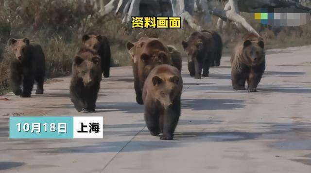 上海野生动物园熊伤人事件.jpg